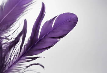 Fototapete - Purple feather isolated on white background cutout