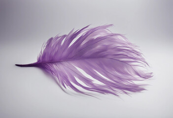 Fototapete - Purple feather isolated on white background cutout