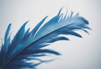Fototapete - Blue feather isolated on white background cutout