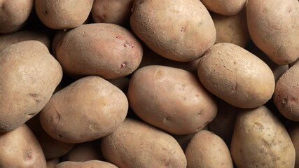 Wall Mural - Ripe potato tubers harvest, close up, top view, rotates. A starchy, carbohydrate rich root vegetable native to the Americas, the potato is consider a staple tuber food