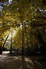 Wall Mural - autumn in the park