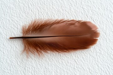 Close-up of a brown feather on a white background