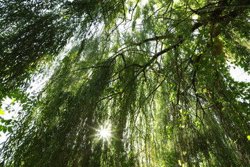 Wall Mural - tree with green leaves growing outdoors on sunny day, low angle view