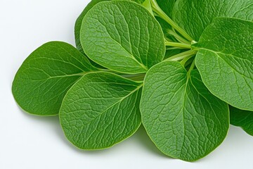 Vibrant Fresh Green Leaves on White Background - Nature's Beauty