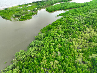 Wall Mural - Aerial view mangrove forest ecosystem. Economic value in carbon credit, ecosystem service, and climate resilience. Conservation effort long-term coastal community protection. Mangrove tree capture CO2