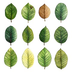 Canvas Print - Twelve Watercolor Paintings of Leaves in Various Stages of Growth and Decay.