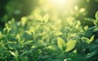 A lush field of young plants growing under sunlight, symbolizing environmental health, sustainable farming practices, and the future of green agriculture