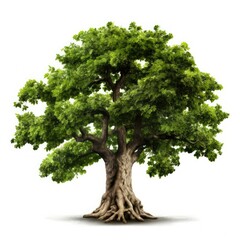 lush green tree with exposed roots isolated on white.