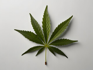 Wall Mural - cannabis leaf on white background	