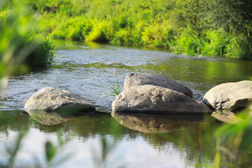 Canvas Print - Serene River with Large Rocks Surrounded by Lush Greenery in Summer