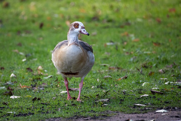 Aufkleber - a close up portrait of an Egyptian goose, egyptian goose, Alopochen aegyptiaca, as it walks on grass towards the camera.