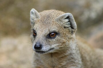 Wall Mural - yellow mongoose close-up