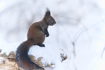 Poster - A cute european red squirrel sits on a snowy tree stump. Winter scene with a squirrel.  Sciurus vulgaris