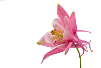 Wall Mural - pink columbine flower isolated