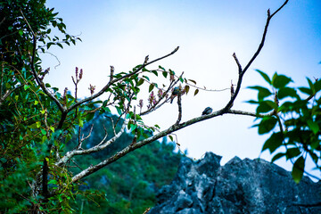 Wall Mural - Bird perched on branch mountainous region nature photography serene environment close-up view wildlife concept