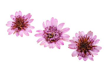 Poster - Osteospermum Flower isolated