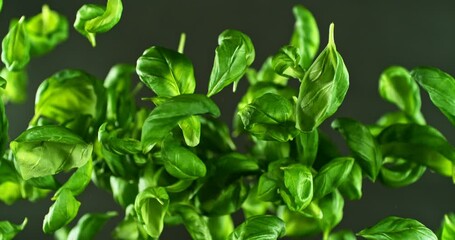Aufkleber - Super Slow Motion of Flying Fresh Basil Leaves. Filmed on High Speed Cinema Camera, 1000 fps. Camera Placed on High Speed Cine Bot, Rotating.