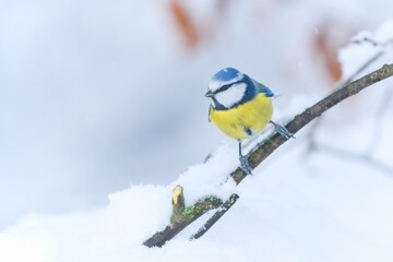 Canvas Print - A nice blue tit sits on a snowy branch. Cyanistes caeruleus