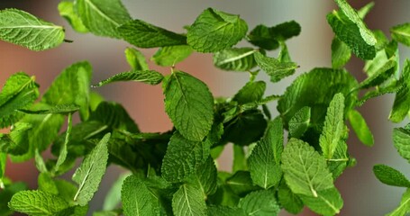 Aufkleber - Super Slow Motion of Flying Fresh Mint Leaves. Filmed on High Speed Cinema Camera, 1000 fps. Camera Placed on High Speed Cine Bot, Rotating.