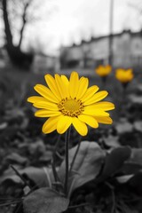 Canvas Print - Yellow flower in black and white