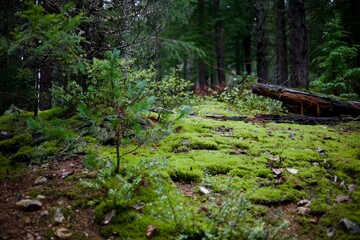 Wall Mural - Lush green forest floor with moss and plants.