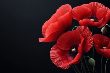 Wall Mural - a bouquet of red poppies is displayed against a black background