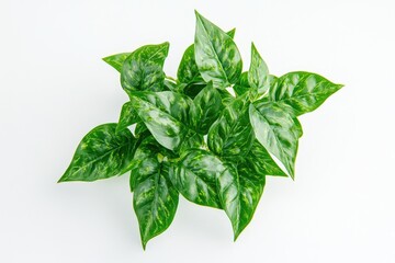 Sticker - Green leafed plant on white