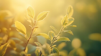 Wall Mural - golden wheat field in spring