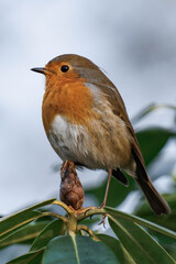 European robin (Erithacus rubecula), known simply as the robin or robin redbreast