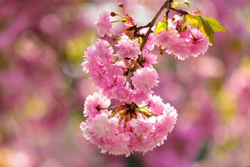 Wall Mural - twig of cherry in pink blossom. spring has come. sakura trees in uzhhorod.