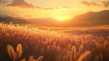 Poster - sunset over the field