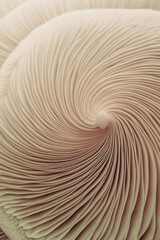 Poster - a close up of a mushroom