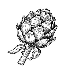 Wall Mural - artichoke engraving black and white outline