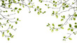 © Krtola  - Tree branch transparent background