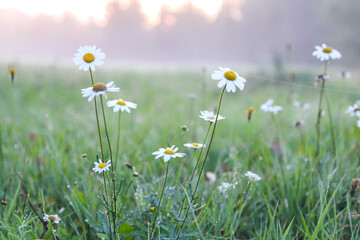 Foggy evening. Rural field with white daisy wildflowers.