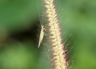 Wall Mural - Green insect on feathery plant