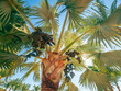 © Sergei Dvornikov - Luxurious palm tree in close-up against the sky.