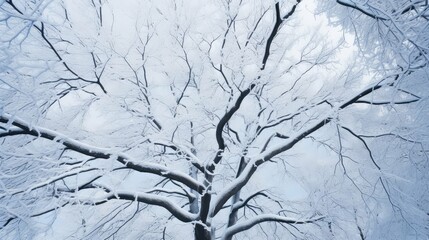 Wall Mural - winter snow on tree