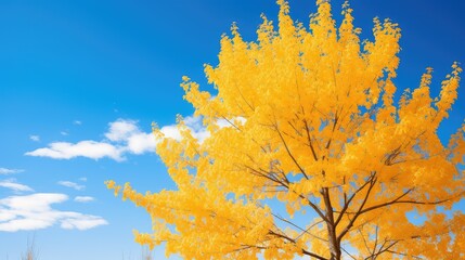 Wall Mural - nature yellow trees