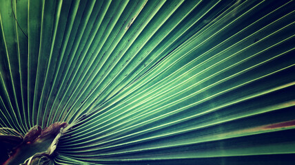 Wall Mural - Abstract image of palm leaves at sunset time forming patterns of light