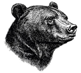 Wall Mural - Bears Head Detailed Vintage Engraving Illustration on White Background with Intricate Texture Classic Wildlife Art Antique Style Majestic Animal Graphic Vintage Nature Design