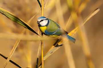 Wall Mural - Eurasian blue tit (Cyanistes caeruleus). Life in the rushes at  the Isonzo river mouth Nature reserve, Isola della Cona, Friuli Venezia Giulia, Italy.