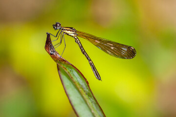 Wall Mural - Ischnura heterosticta, The common bluetail is a small damselfly. Most males have blue eyes, a blue thorax, and a blue ringed tail