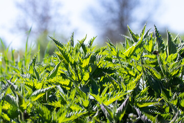 Sticker - nettle thickets in the garden in sunny weather