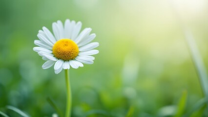 Poster - A single white daisy in the middle of a green field