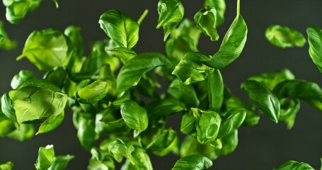 Aufkleber - Freeze Motion of Flying Fresh Basil Leaves.