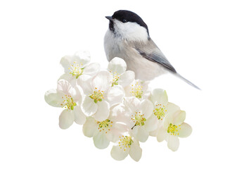 little bird perching on branch of blossom apple tree with white flowers isolated on transparent back