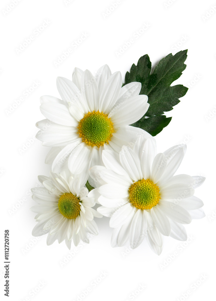 Beautiful chrysanthemum flowers on white background