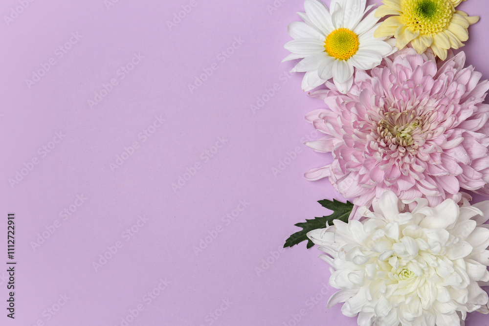 Beautiful chrysanthemum flowers on lilac background