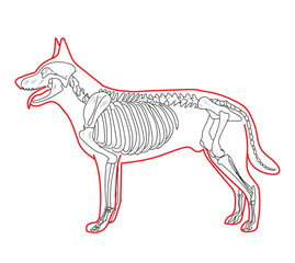 skeletal system of animals. animals bone structure hand drawing vector illustration